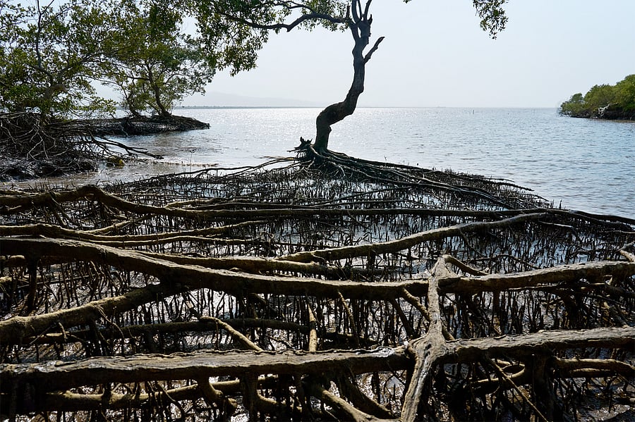 Mangrove forest at Raigad. Credit: Apple