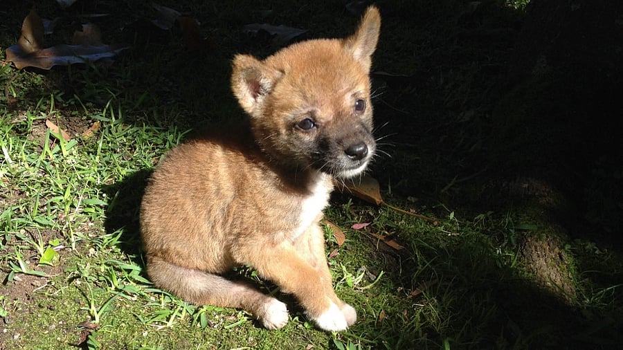 A wild-born, pure Australian desert dingo. Credit: AFP Photo/Barry Eggleton /Pure Dingo Sanctuary/ Eurekalert