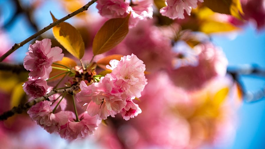 Japan's famed cherry blossom season blankets the country in the delicate white flowers of the prized and popular "somei-yoshino" tree, delighting residents and visitors alike. But some want change. Credit: AFP Photo