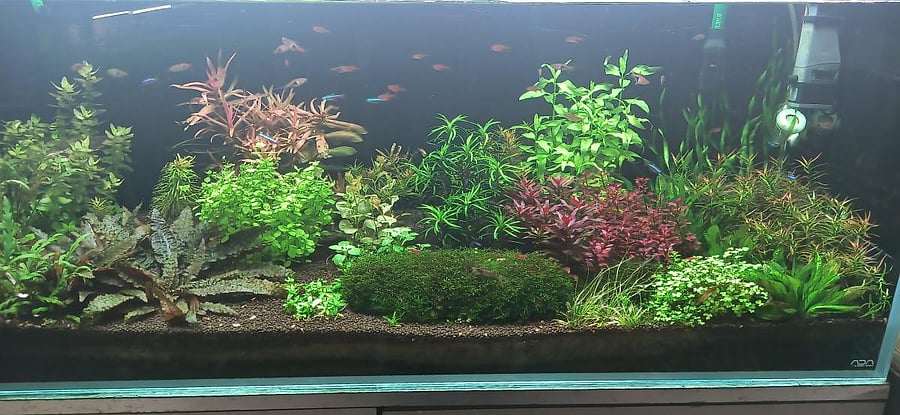 Nature aquariums require care and planning