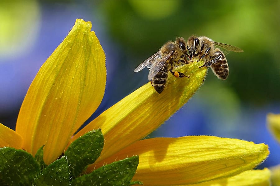 busy bee