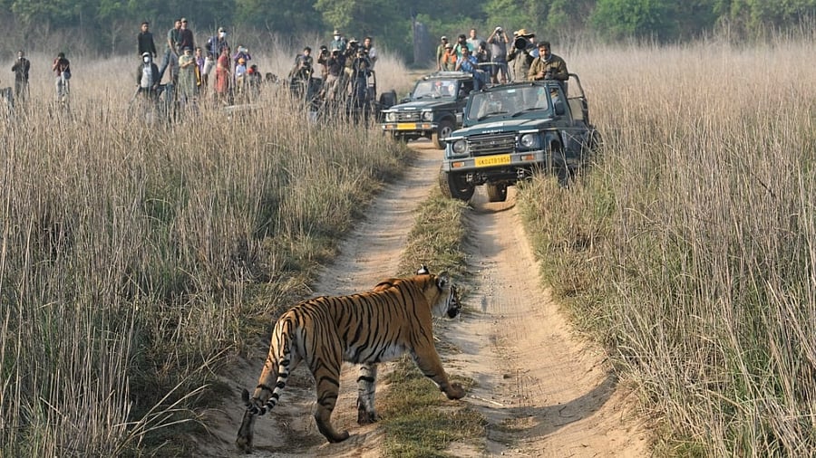 Tourists at Jim Corbett National Park. Credit: DH Photo/Ramu Mastaiah
