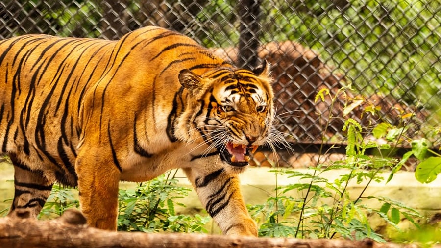 According to Dr Byregowda, apart from SARS-CoV-2 spreading from mink to farmers, there have been no other reports of animal to human transmission. Credit: DH File Photo