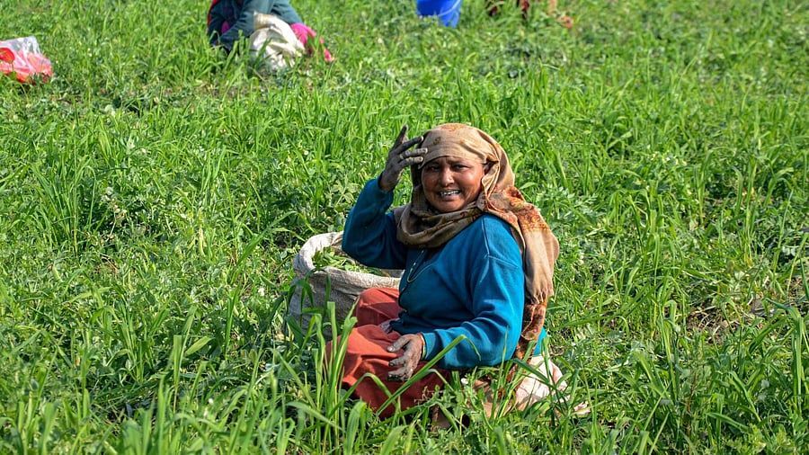 The Nutrient Based Subsidy (NBS) Scheme is being implemented since April 2010. Credit: PTI Photo