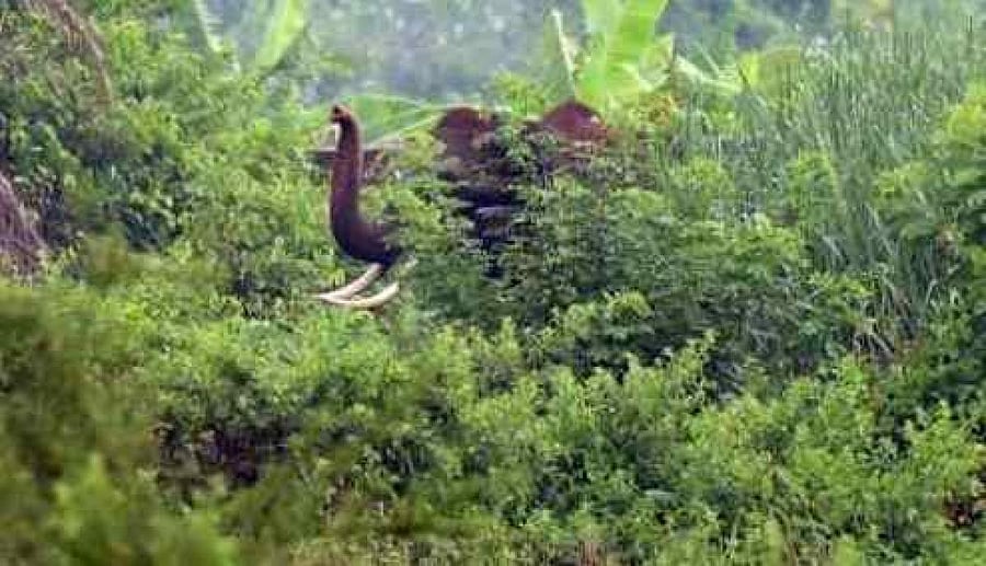 <div class="paragraphs"><p>A file photo of a wild elephant in Sargur taluk of Mysuru district. </p></div>