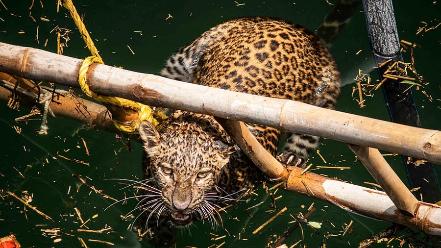 A leopard struggling to stay afloat in a well. Credit: Wildlife SOS