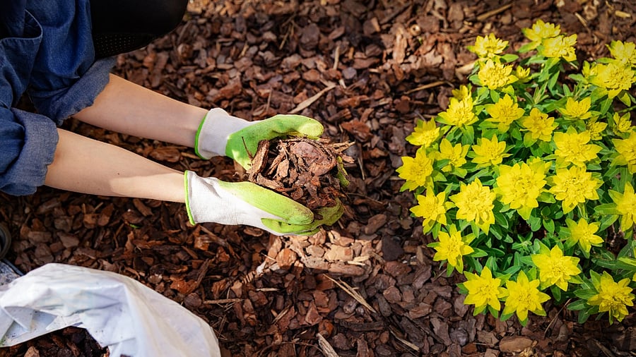 Representative Image. Credit: Getty Images