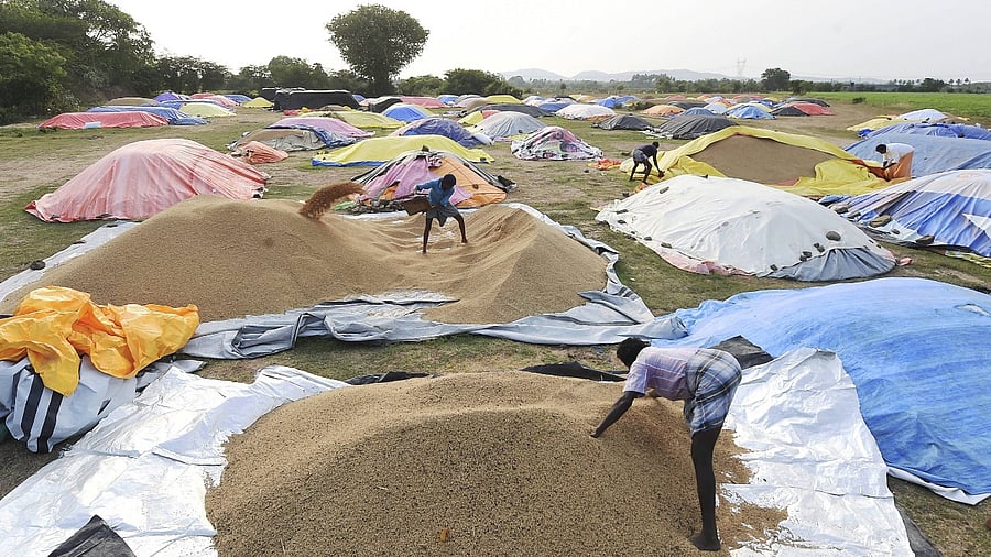 Farmers sort rice grain after harvesting, on the outskirts of Chennai. Credit: PTI File Photo