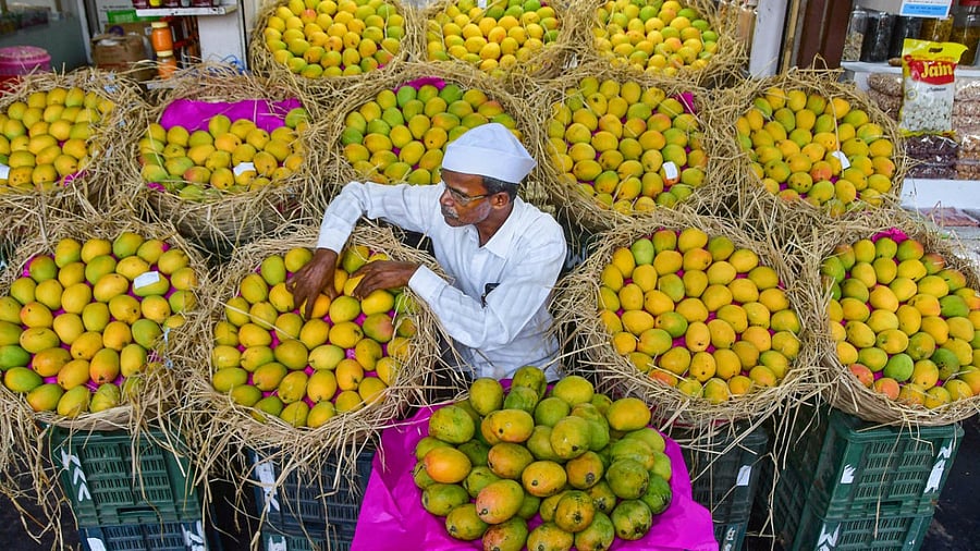 Sawant also said that the Goa government is making efforts to get a GI (Geographical Indication) tagging for the variety of mango, which is unique to Goa. Credit: PTI File Photo