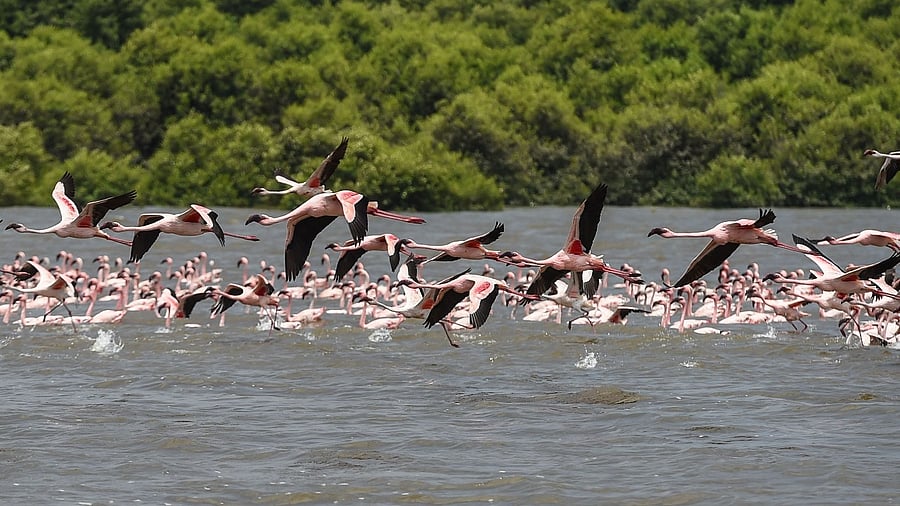 Flocks of flamingos prepare to fly over a creek in Mumbai. Credit: AFP Photo