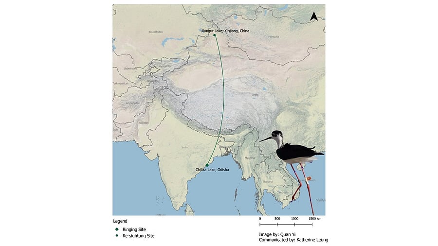 Some black-winged stilts tagged earlier by the BNHS in Rajasthan have been sighted from Russia, Afghanistan and Pakistan. Credit: Twitter/@BNHSIndia