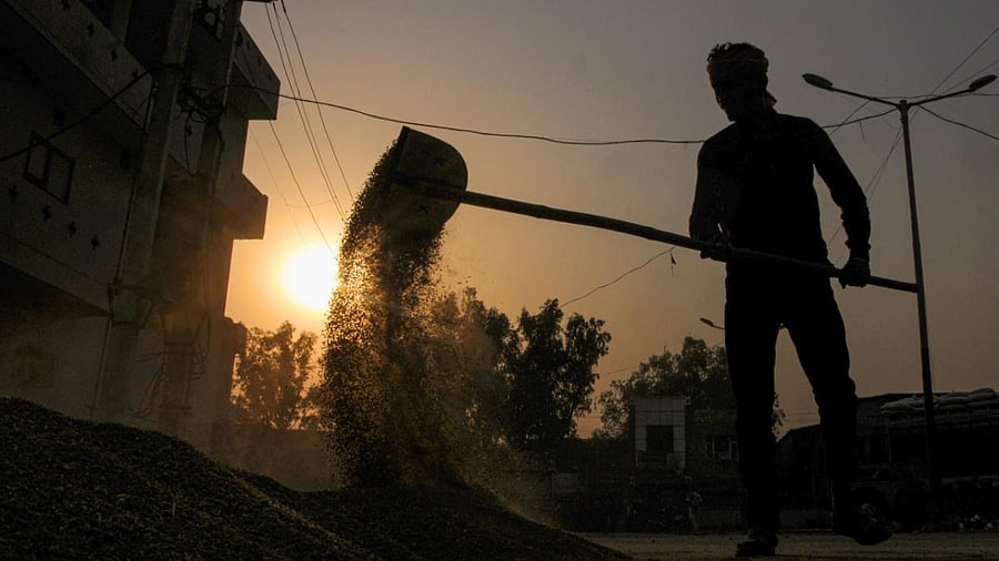 Wheat grain market in Amritsar. Credit: PTI Photo