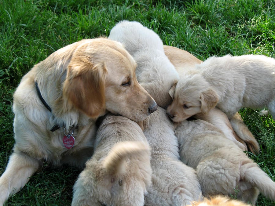 Many vets vouch for the health benefits of neutering but the science around it is still grey.