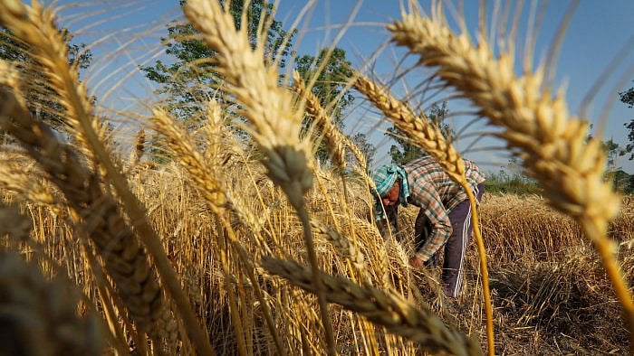 A farmer harvests wheat in a field, on the outskirts of Jammu. Credit: PTI File Photo