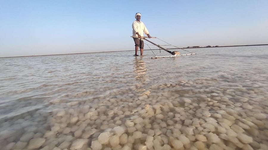 Dhanabhai Ataniya breaks the salt using a wooden rake, called dantali or dantari locally. This is the most laborious part of salt-making.