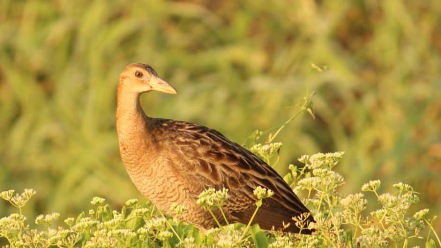 Water cock. Credit: Neelam Purti