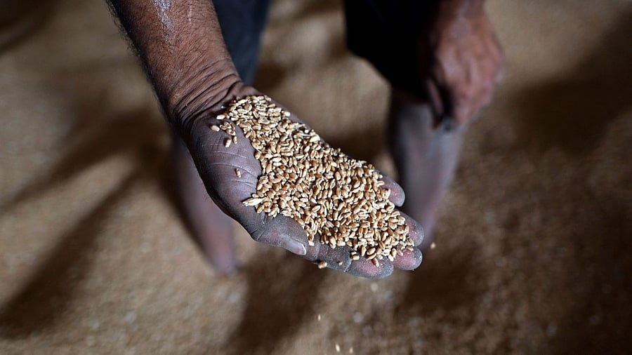 The move — along with dwindling global supplies from Russia and Ukraine, both among the world's top five wheat exporters — sent prices to all-time highs on commodity exchanges in Chicago and Europe. Credit: AFP Photo