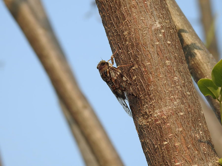 The cicadas are a symbol of resurrection in many cultures. Pic by author