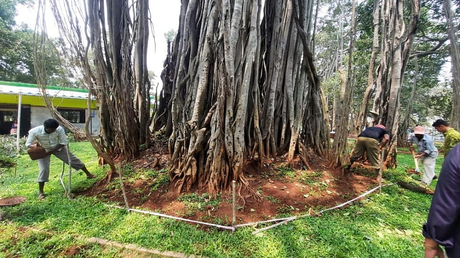 Workers provide mud packing support to an exposed prop-root of the Big Banyan Tree. Credit: DH Photo