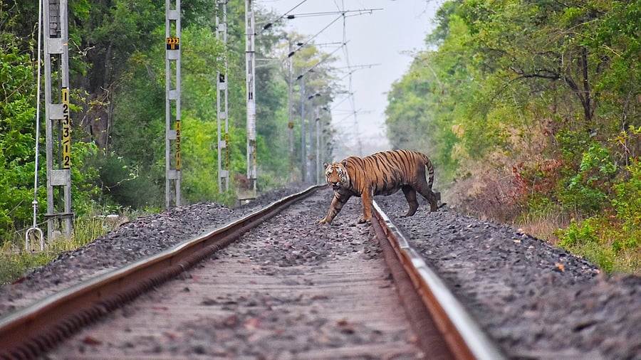 The majestic ‘Waghdoh' -  the tiger who had fathered 40 cubs - died of old age at the Tadoba-Andheri Tiger Reserve in the Chandrapur district of Maharashtra. Credit: Twitter/@NatureIn_Focus