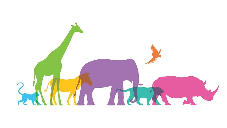 Credit: DH illustration