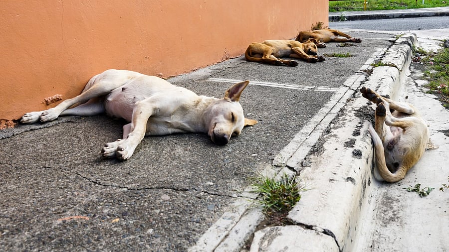Most people are averse to adopting an Indie because of the many myths surrounding them. Credit: iStock Photo