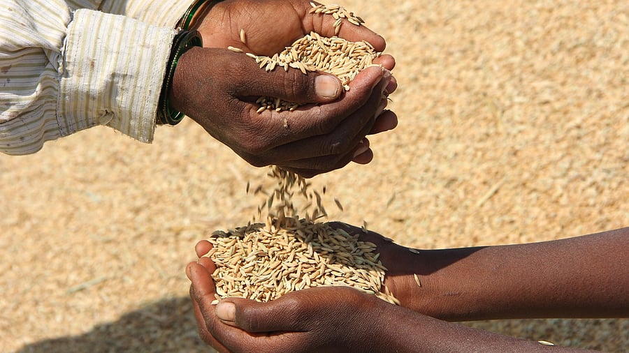 The International Food Policy Research Institute (IFPRI)’s recently released Global Food Policy Report 2022 -- Climate Change and Food Systems presents a bleak picture of the production, consumption and availability of food in India in the coming years. Credit: iStock Photo