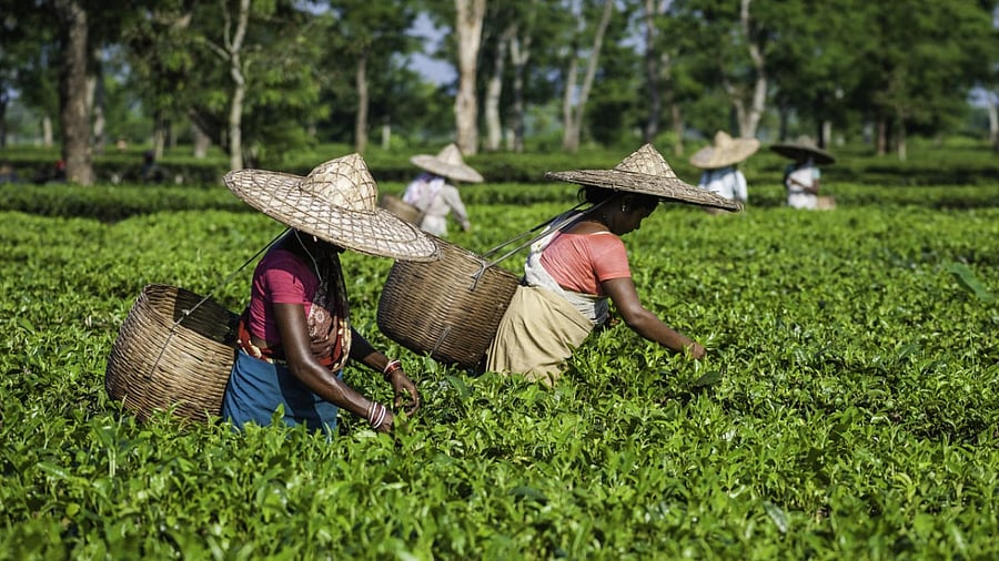Representative image. Credit: Getty images