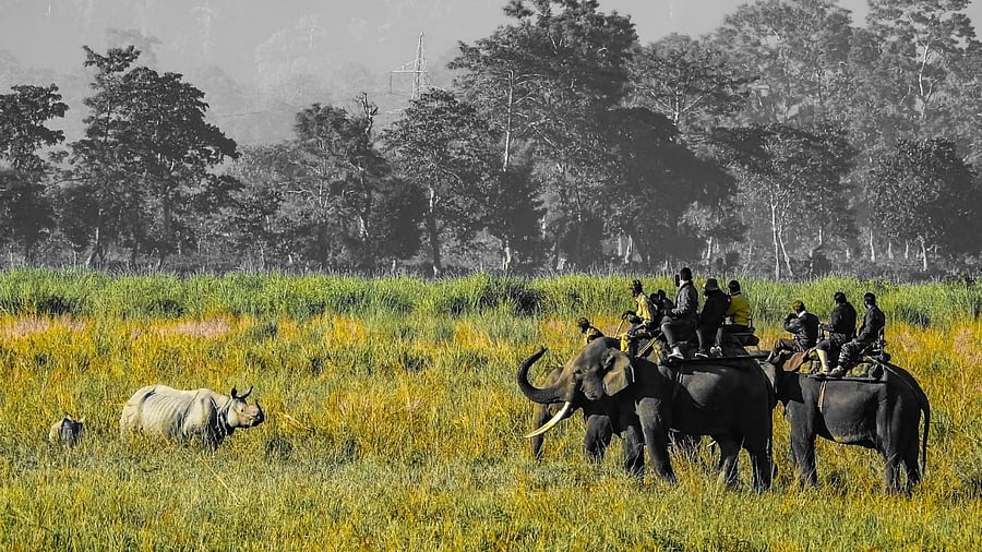 Assam forest department on Wednesday said Kaziranga reported footfall of 2.75 lakh tourists during 2021-22, against 1.88 lakh in 2017-18. Credit: IANS Photo