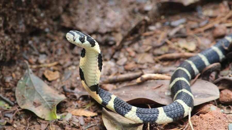 A king cobra hatchling. Credit: DH Photo/Pavan Kumar H