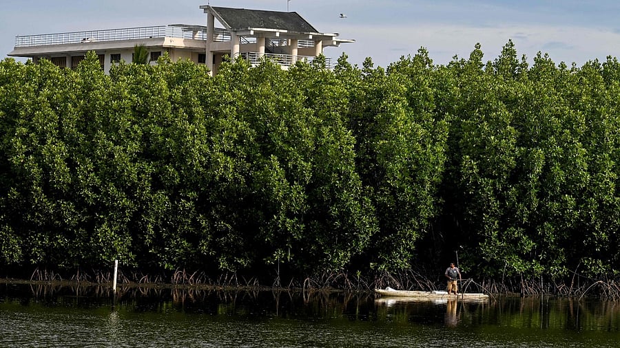 Conservation biology is a scientific field with a mission: protecting and restoring biodiversity around the world. Credit: AFP Photo