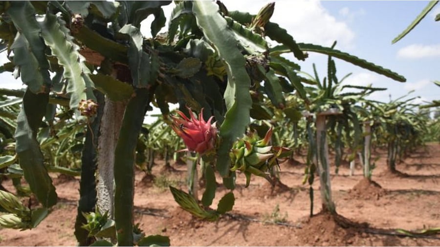 Dragon fruit in Narayana Swamy’s farm in Chikkaballapur. Credit: DH Photo