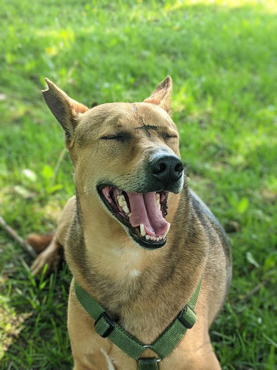 Pippi with his goofy face