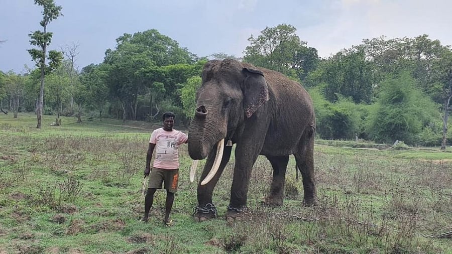 Elephant Kusha was released into Bandipur forest in the first week of June last year. Credit: DH Photo