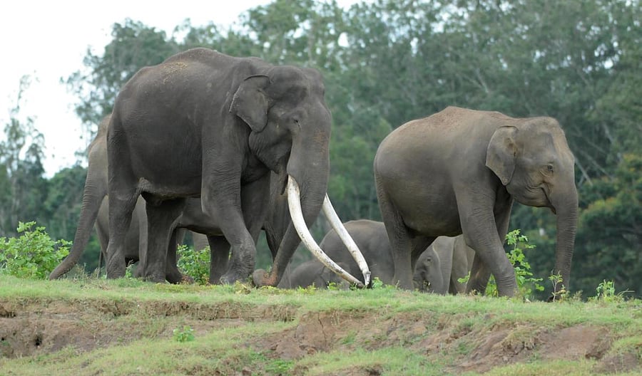 'Junior Bhogeshwara' spotted with other elephants at D B Kuppe in H D Kote taluk of Mysuru district. Credit: DH Photo