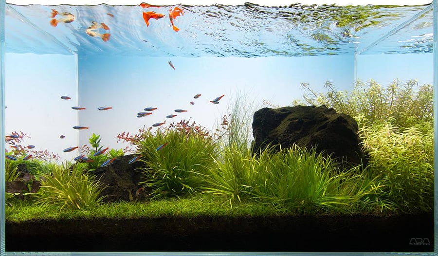 Credit: Still Water Acquatics