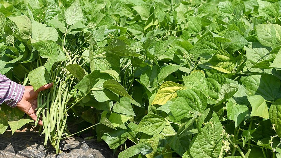 Representative image. Credit: DH Photo