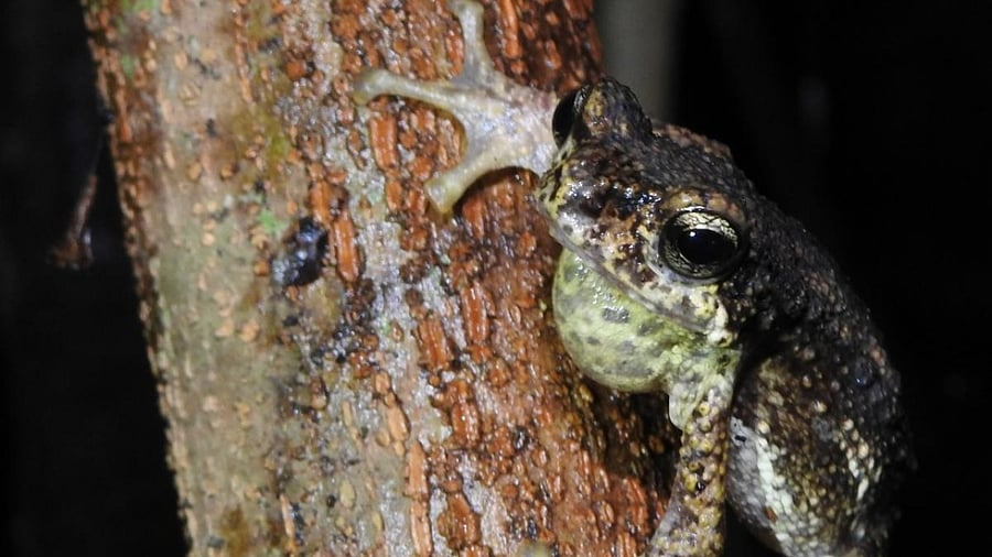 A Malabar toad. Credit: Gururaja K V