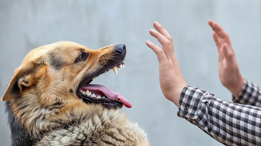 Representative image. Credit: iStock Photo