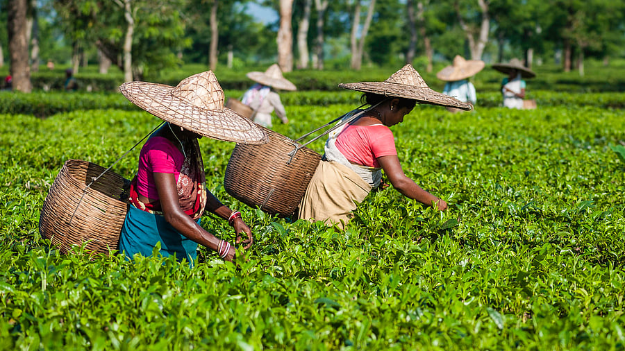 Interestingly, the state government is yet to finalise who form the indigenous Assamese community. Credit: Getty Images