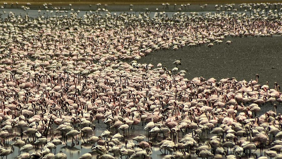 Representative image. Credit: PTI Photo