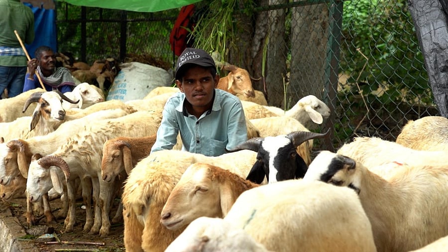 The sheep market in Bengaluru's HBR Layout on Thursday. Credit: DH Photo