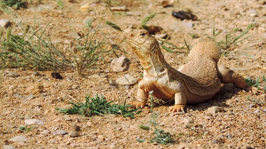 An Indian spiny-tail lizard. Credit: iStock photo