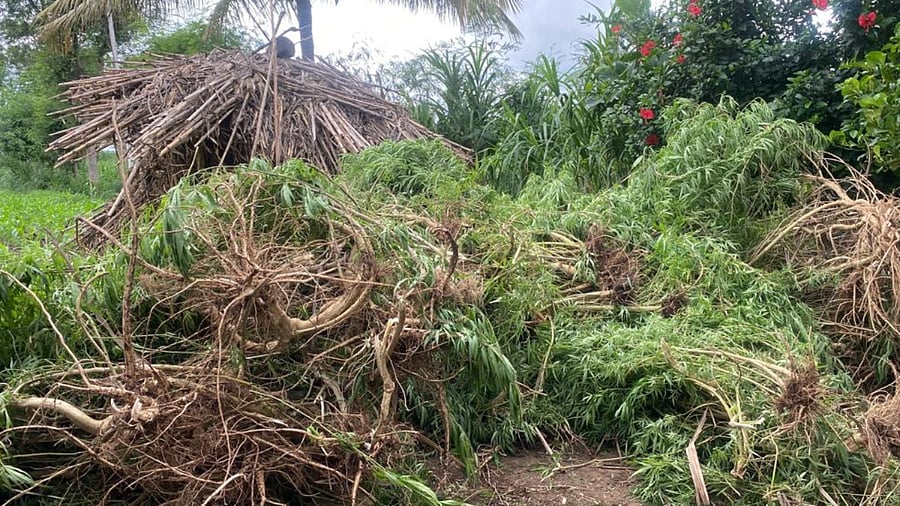 Ganja plants weighing 95.1 kg seized at Honakuppi village in Gokak taluk in Belagavi district on Thursday. Credit: District Police