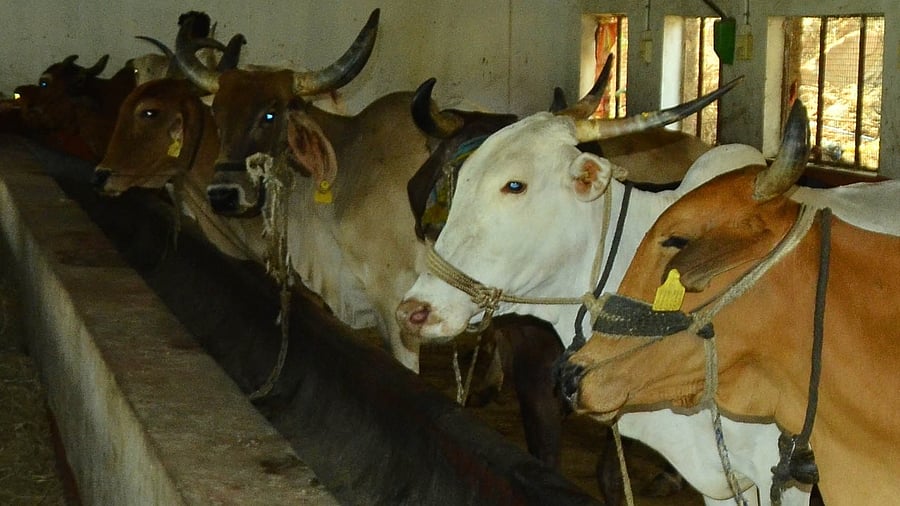 Representative Image. Credit: DH File Photo