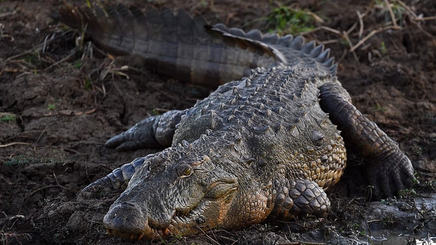 Representative Image. Credit: AFP Photo