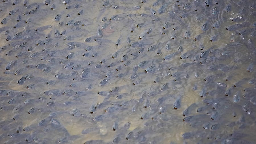 A large number of fish were found dead in Yelachenahalli lake in Bengaluru. Credit: DH Photo