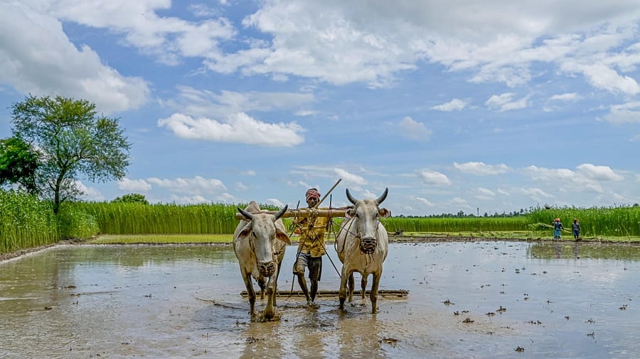 The report is silent on the massive fall in the prices of spices like black pepper, cardamom, clove, and cinnamon among others as also natural rubber. Credit: PTI Photo