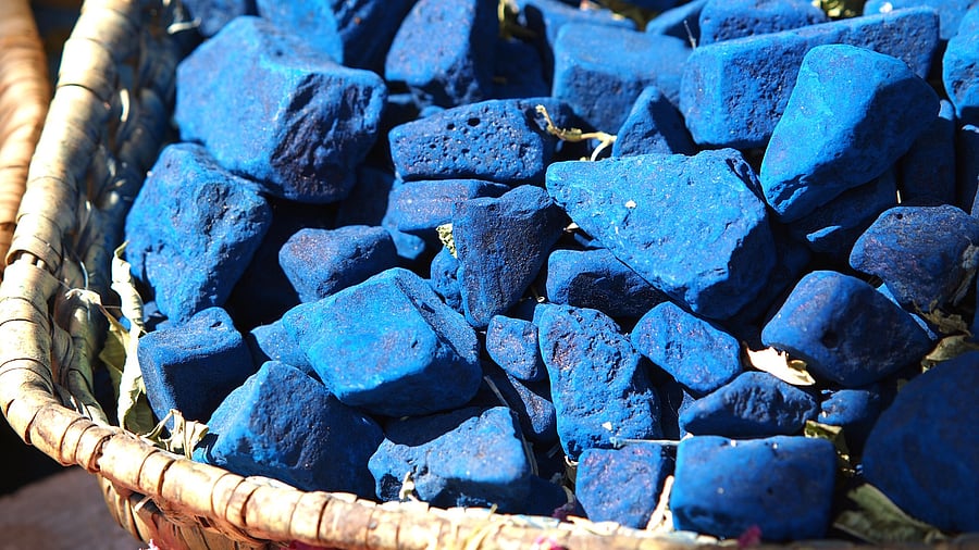 Indigo. Credit: iStock Images