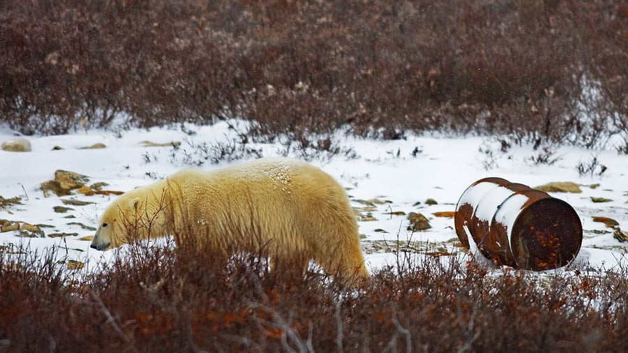 This file photograph taken on November 14, 2007, shows a Polar Bear (Ursus Maritimus) walking past an oil drum on the edge of Hudson Bay. Credit: AFP File Photo